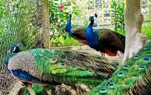 Peacock Farm – Trang trại chim công quý hiếm