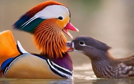 Vịt uyên ương: Món quà ý nghĩa