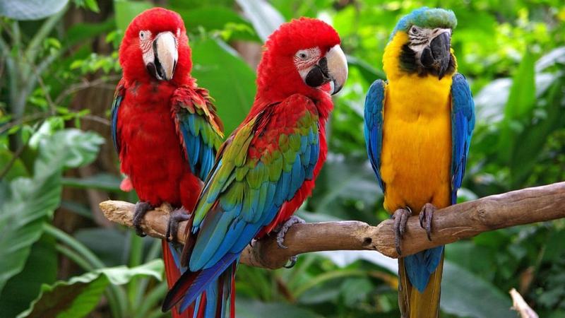 Quy trình Chăm Sóc Vẹt Macaw: Nuôi Dưỡng và Bảo Vệ Một Loài Chim Quý