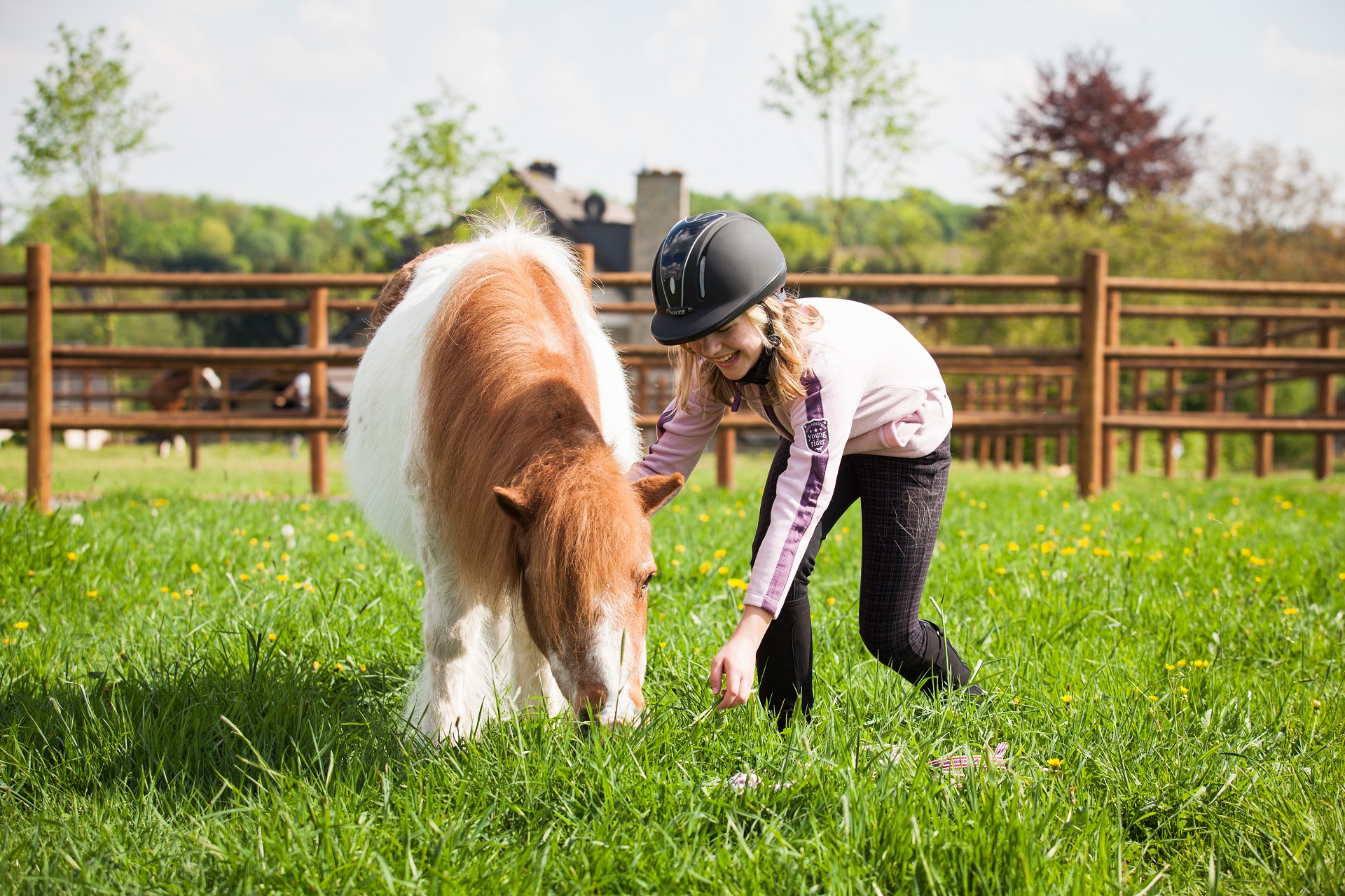 Kỹ Thuật Nuôi Ngựa Lùn Pony (Pony horse)