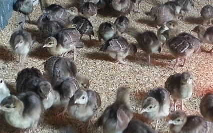 Bảng Giá Chim Công Non Tại Peacock Farm
