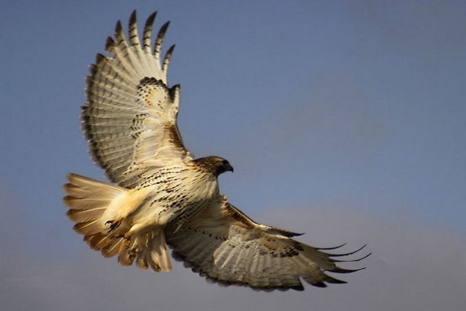 Chim ưng Ấn độ