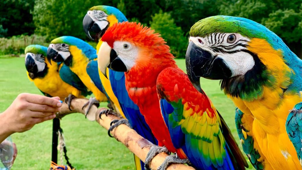 Vẹt Macaw