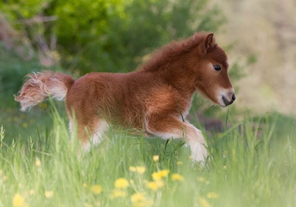 Ngựa Lùn Pony – Người Bạn Đồng Hành Thú Vị