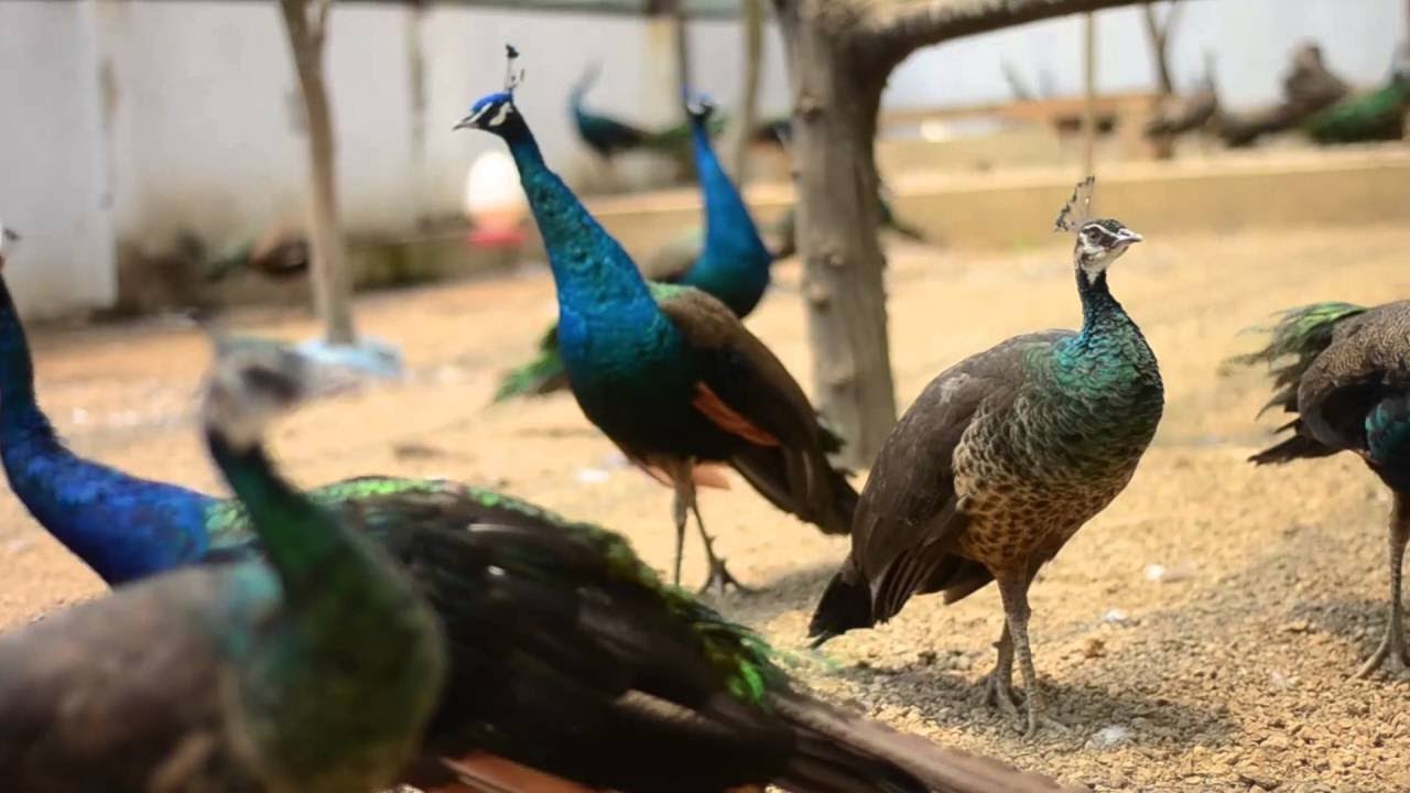 Bảng Giá Chim Công Giống 2024 Tại Peacock Farm