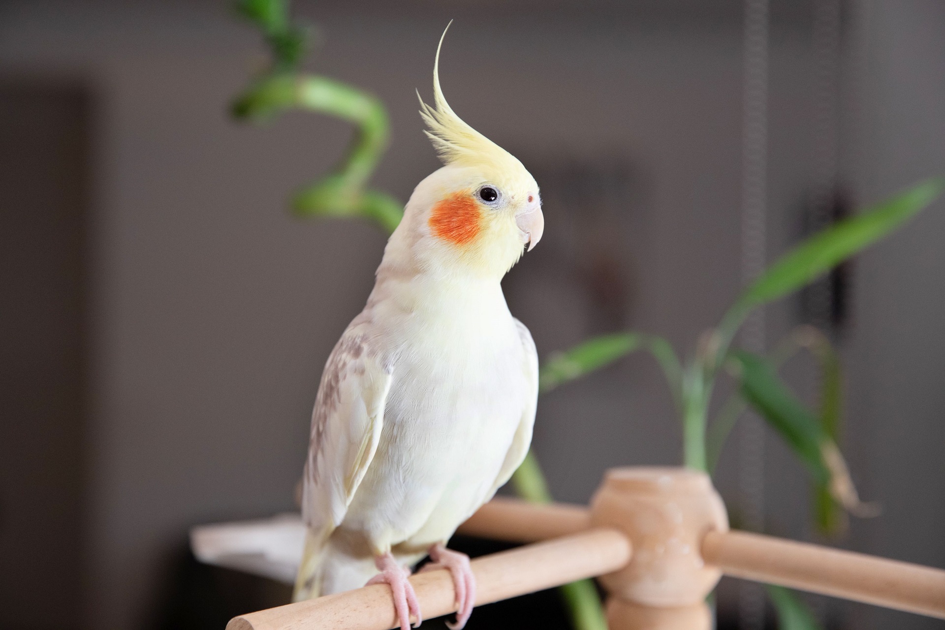 Vẹt Cockatie