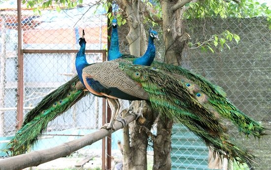 Chim Công-Đặc Điểm Sinh Học
