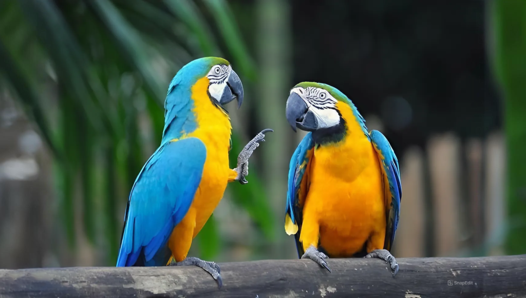 Vẹt Blue Gold Macaw