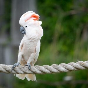 Vẹt Salmon Crested Cockatoo