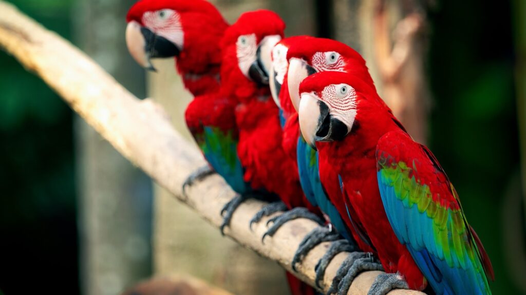 Vẹt Green Winged Macaw