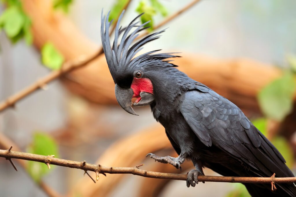 Vẹt Black Palm Cockatoo