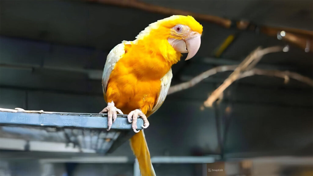 Vẹt Lutino Macaw