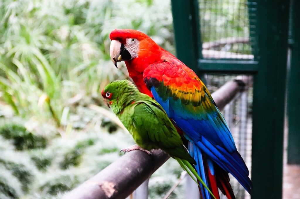 Vẹt Macaw Ara