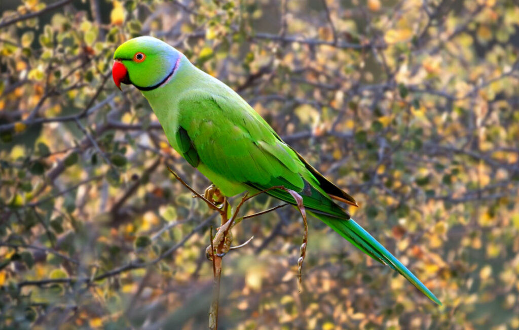 Vẹt Ringneck