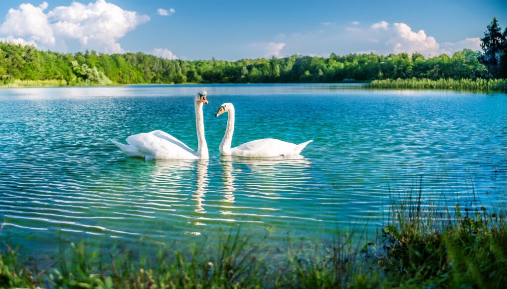 Kinh nghiệm nuôi thiên nga: Quá trình chăm sóc và bài học quý giá từ Peacock Farm
