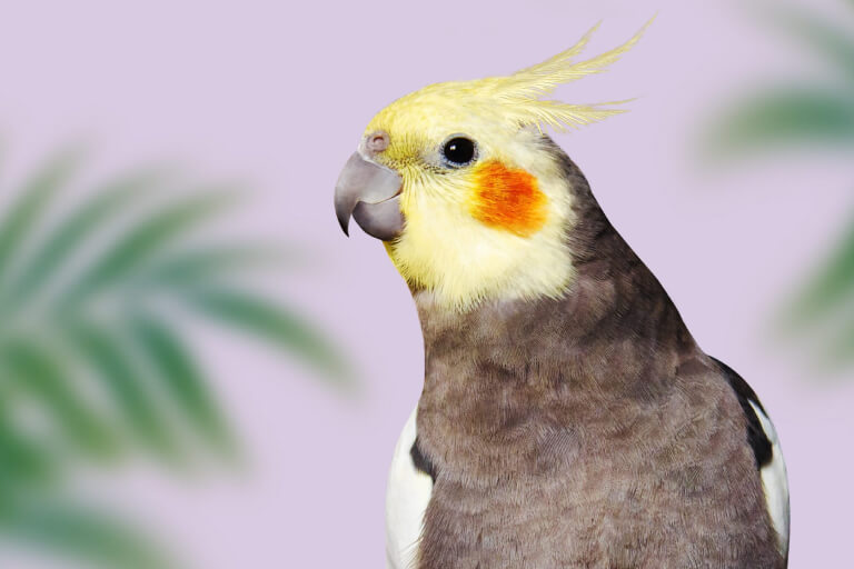 Vẹt Cockatiel: Hướng dẫn chăm sóc và thông tin chi tiết