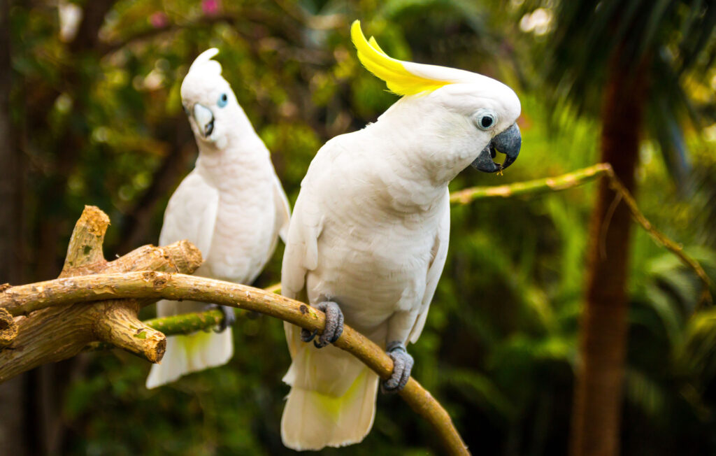 Vẹt Cockatoo