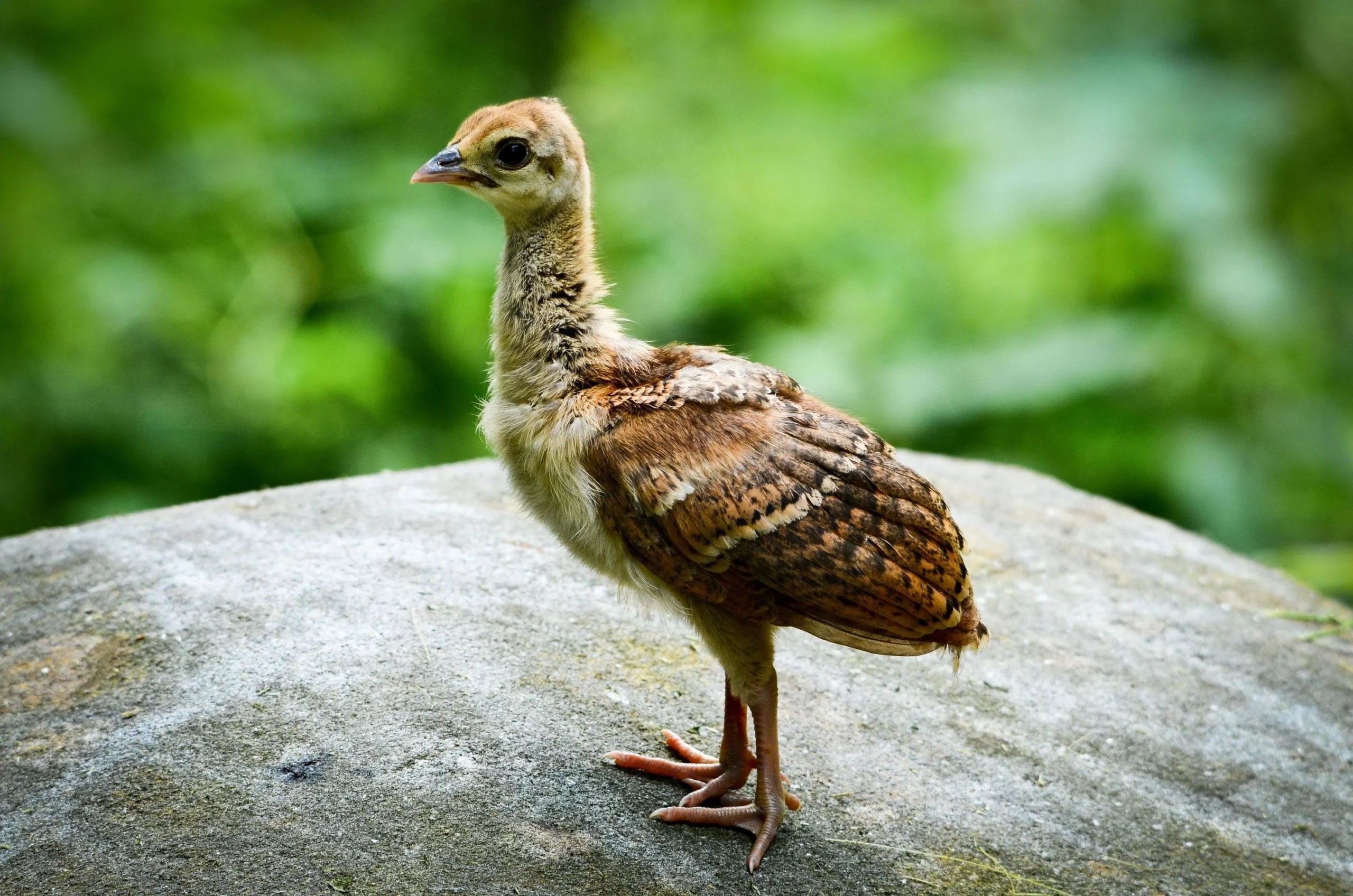 Chim Công 3 Tháng Tuổi Giá Rẻ Ở Miền Tây