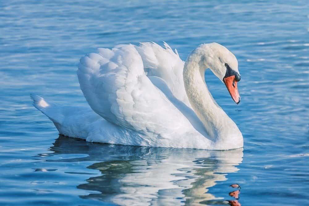 Top những điều thú vị về loài chim thiên nga