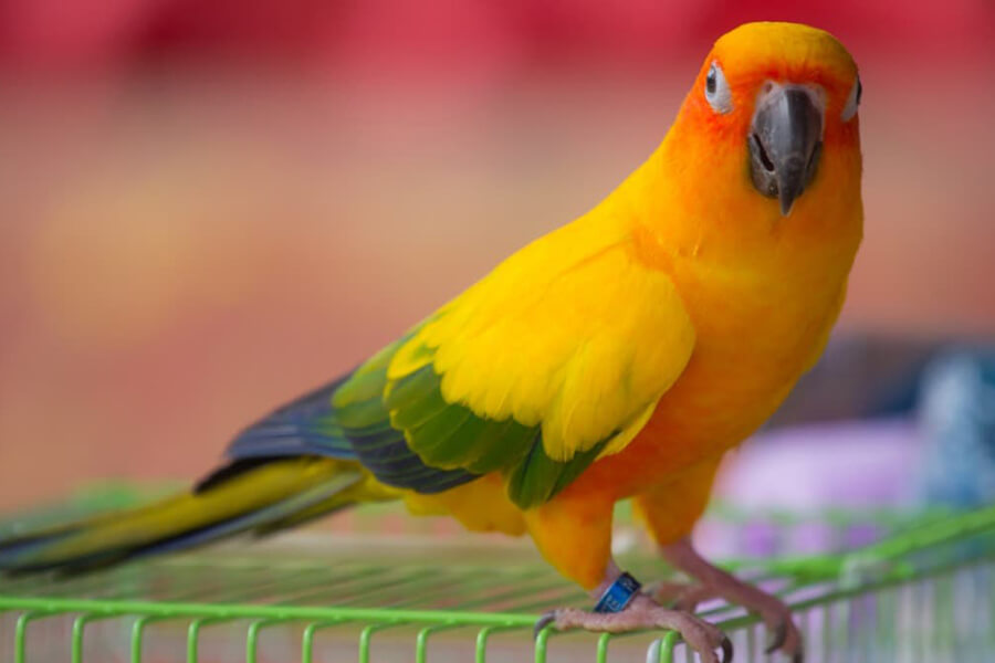Giá Vẹt Sun Conure Trưởng Thành