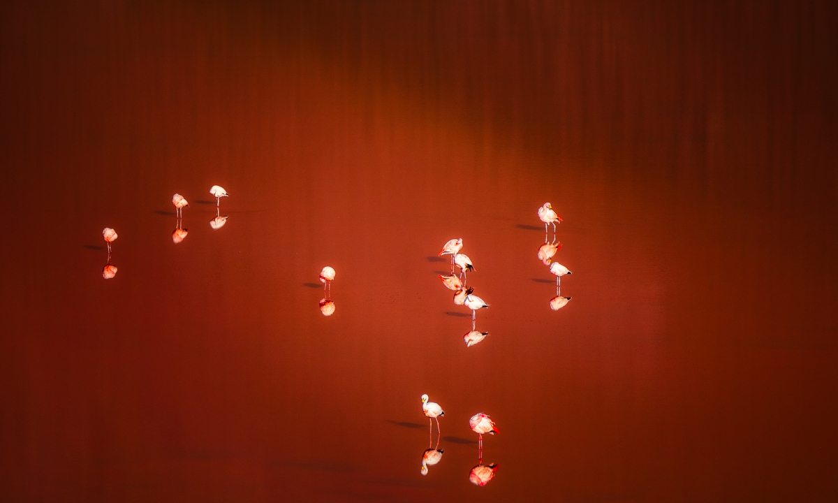 Hồng hạc 8
