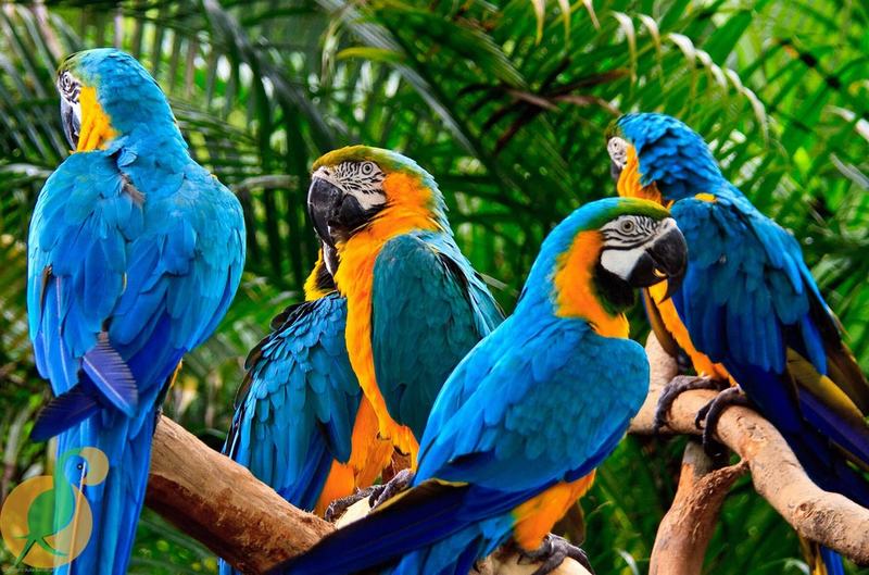 TOP 8 loài Vẹt Cảnh Phổ Biến Tại Việt Nam
