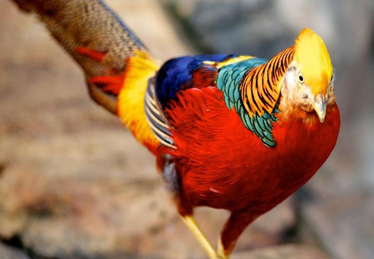 Chim Trĩ Đỏ 7 Màu Non: Hướng dẫn mua và nuôi dưỡng từ Peacock Farm