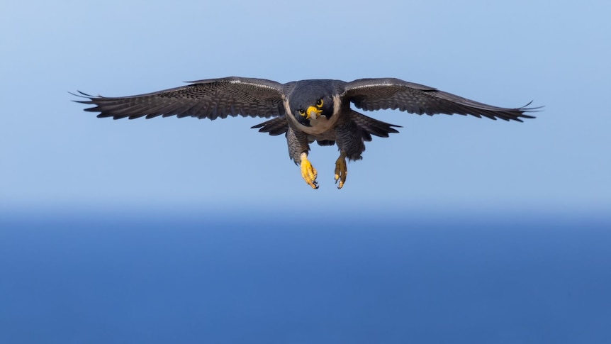 Chim săn mồi - chim ưng peregrine