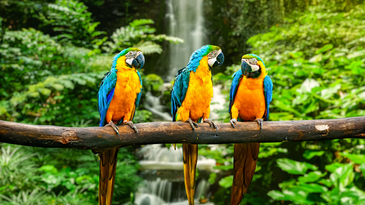 Chia sẻ Kinh Nghiệm Xây Dựng Aviary Tại Nhà
