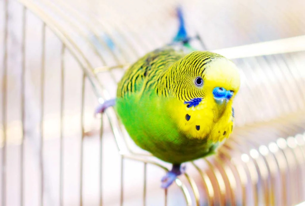 5 Mẹo Vệ Sinh Chuồng Chim Đúng Cách