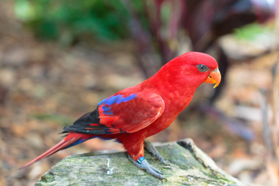 Vẹt Red Lory Giá Bao Nhiêu? Nuôi Có Dễ Không? Có Dạy Nói Được Không?