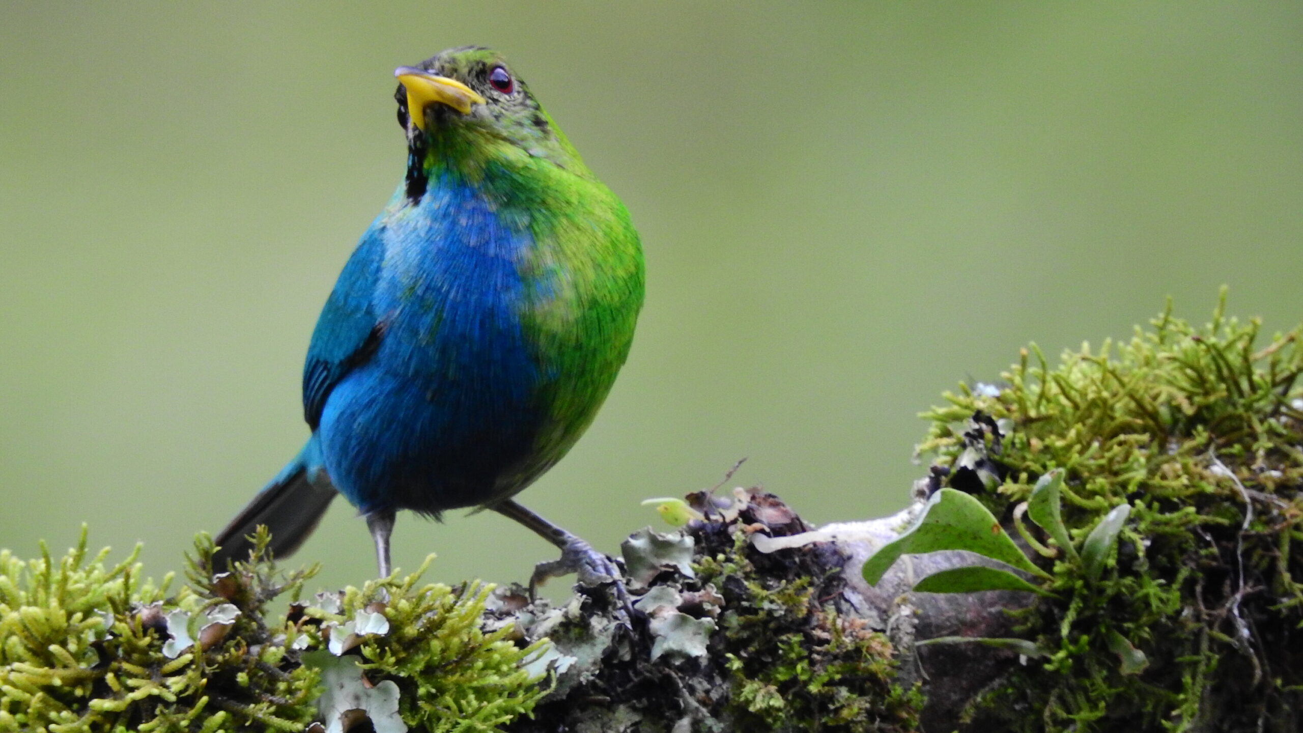 Chim Green Honeycreeper: Loài chim nửa đực nửa cái