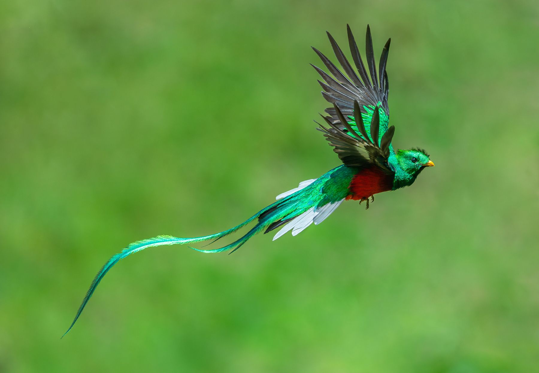 Chim Đuôi Seo Resplendent Quetzal (Pharomachrus mocinno)