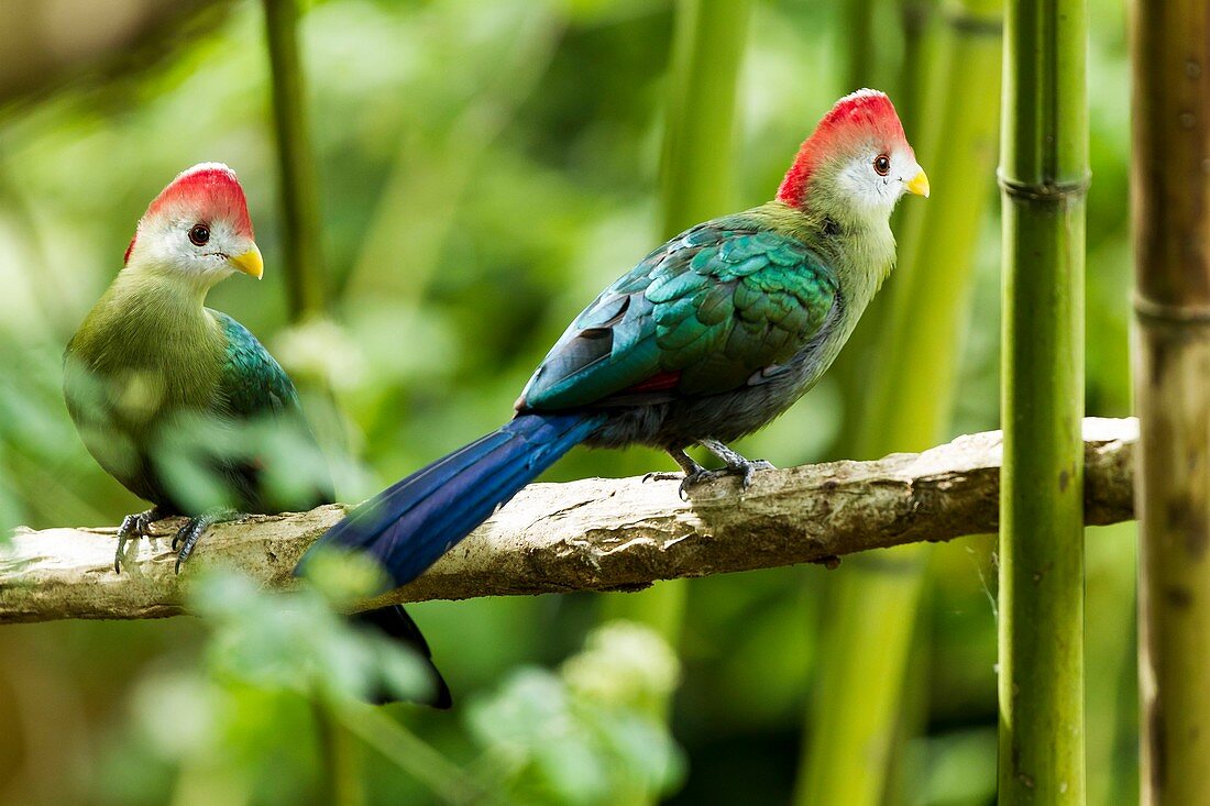Chim Turaco mào đỏ: Vẻ đẹp rực rỡ của rừng nhiệt đới