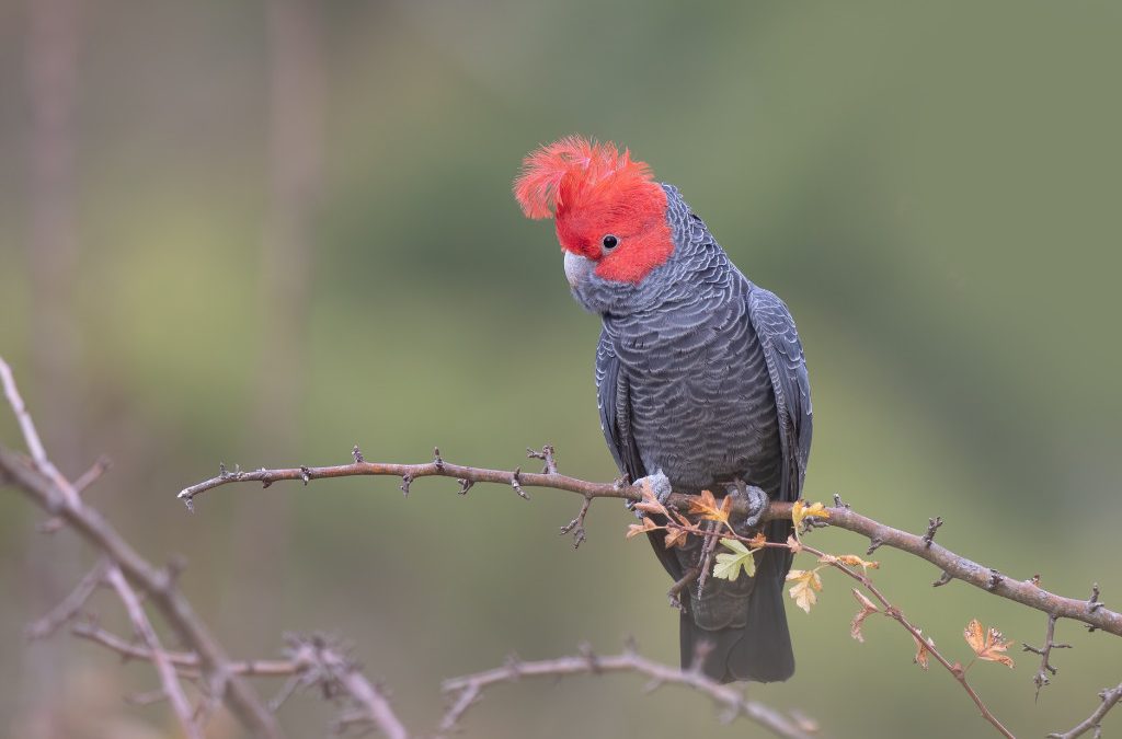 Vẹt mào gang-gang Cockatoo (Callocephalon fimbriatum)