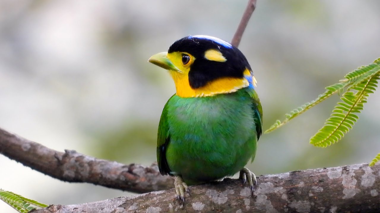Chim Longtail Broadbill: Vẻ đẹp quyến rũ của vùng nhiệt đới