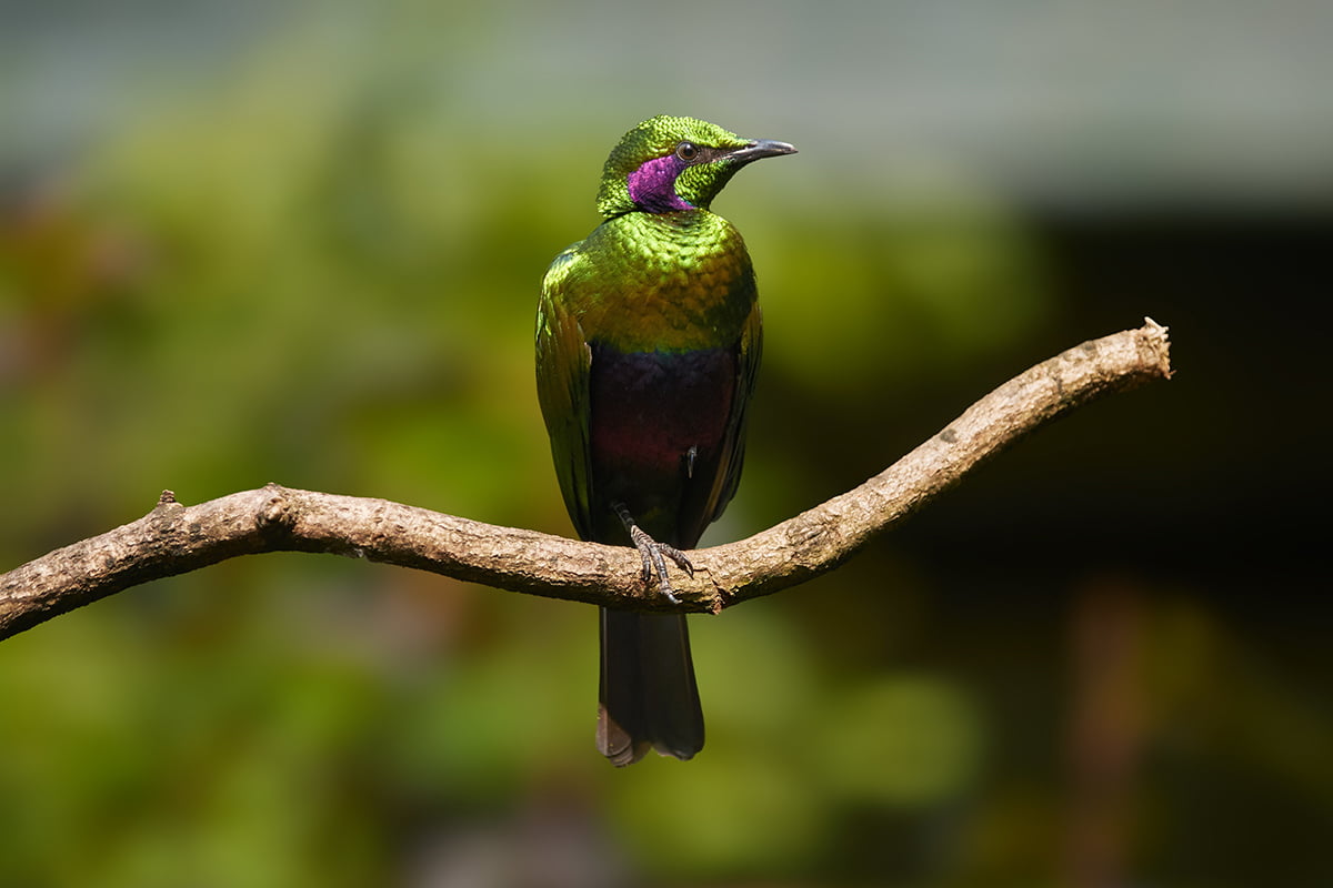 Chim Sáo Ngọc Lục Bảo (Lamprotornis iris): Ngôi Sao Lấp Lánh của Thế Giới Chim