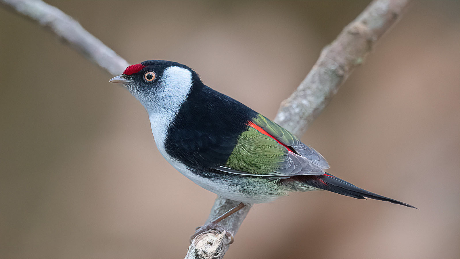 Chim Manakin Đuôi Nhọn (Ilicura militaris)