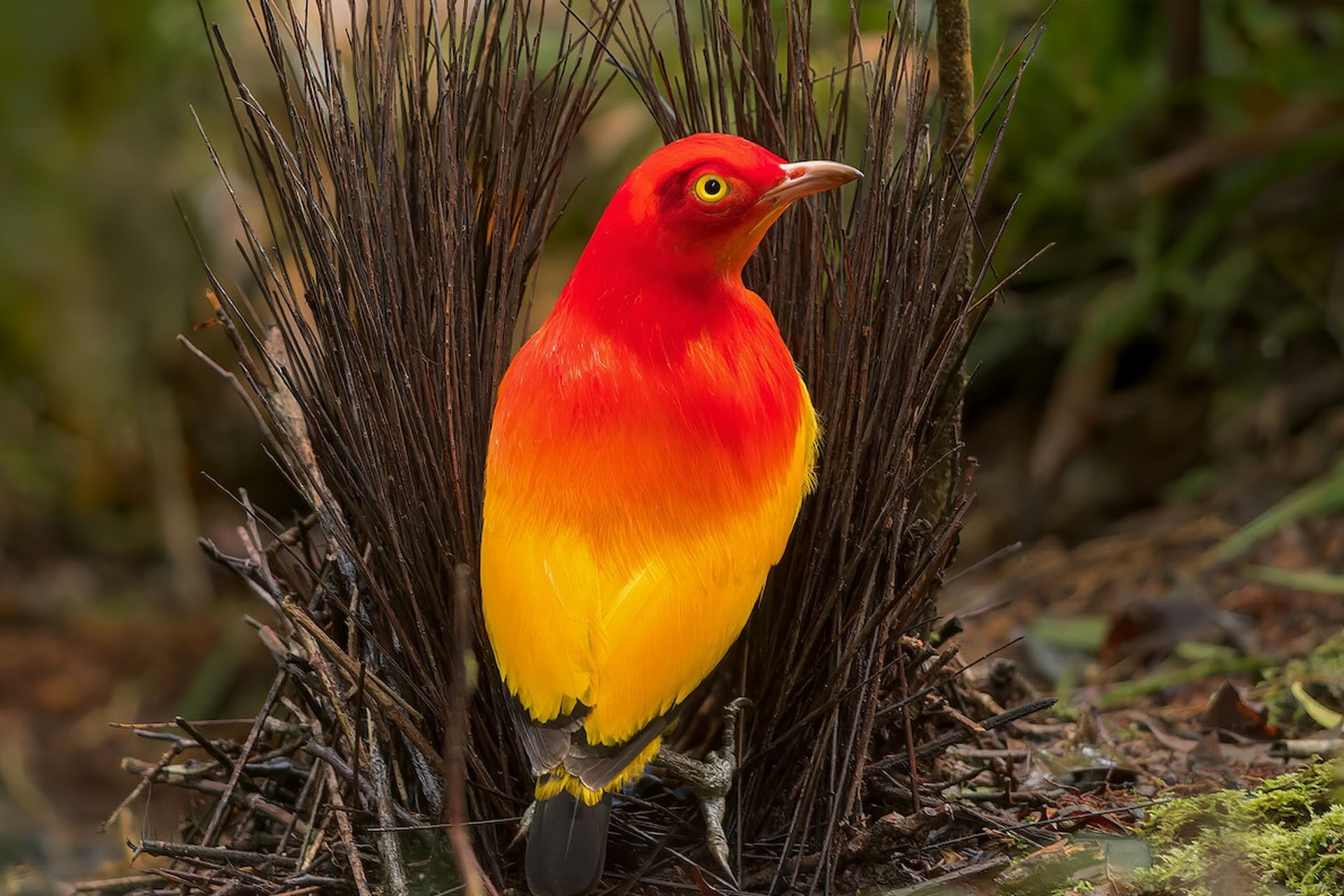 Chim Bowerbird Lửa (Sericulus ardens): Ngọn Lửa Rực Rỡ của Rừng Nhiệt Đới New Guinea