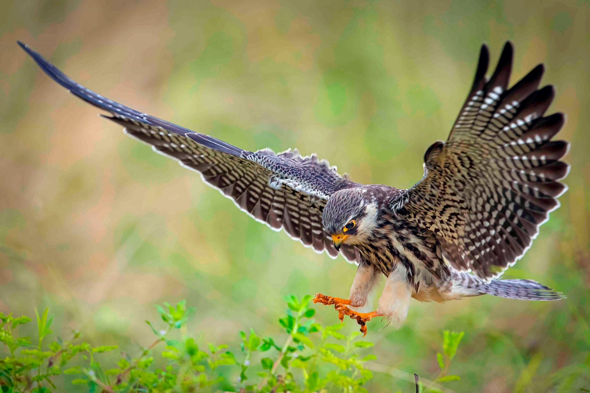 Chim Cắt Amur (Amur Falcon): Một Vị Khách Từ Phương Bắc
