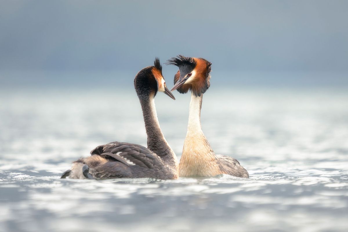 Pūteketeke: Loài Chim Hồ Kỳ Diệu của New Zealand