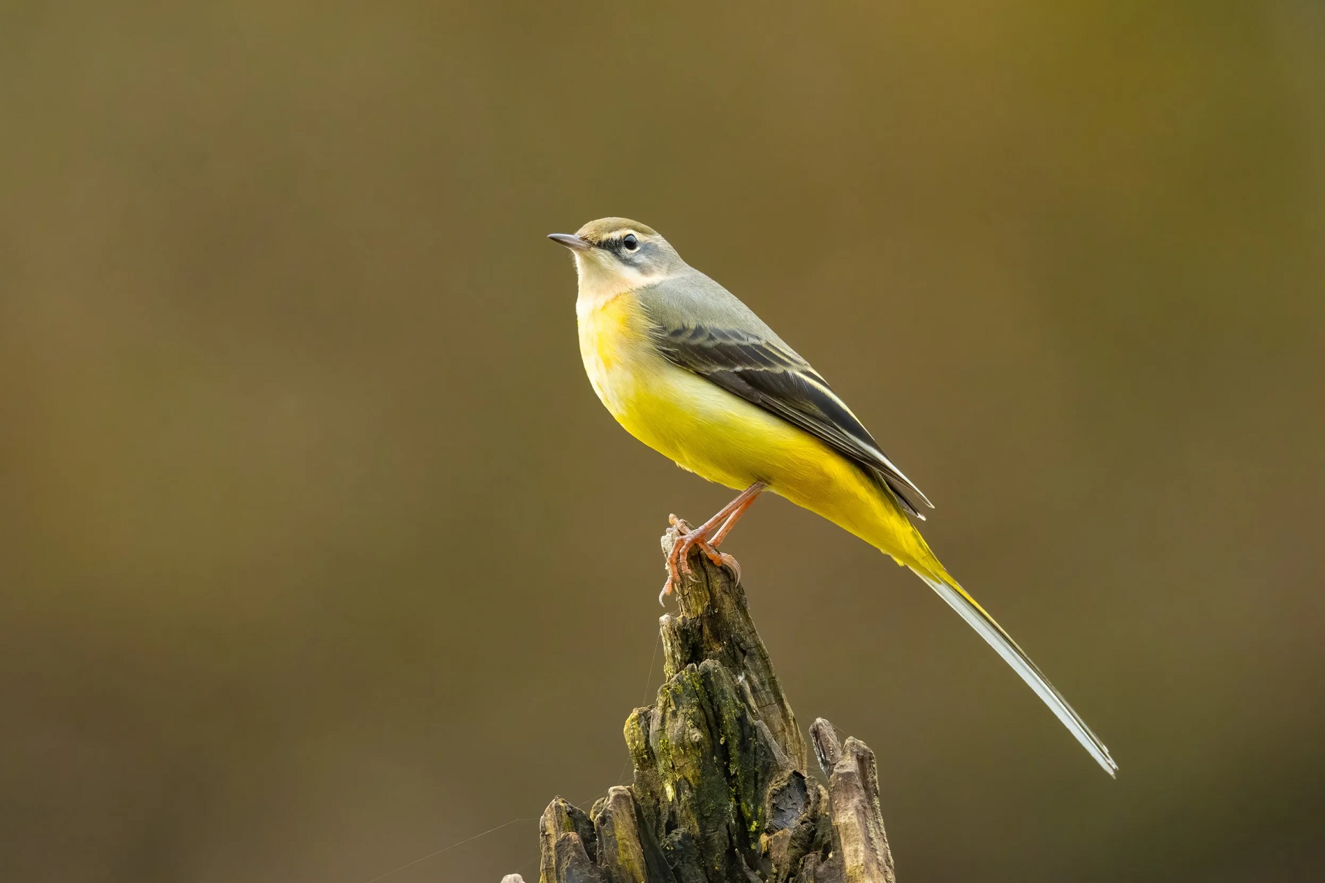 Chim Chìa Vôi Núi (Gray Wagtail)