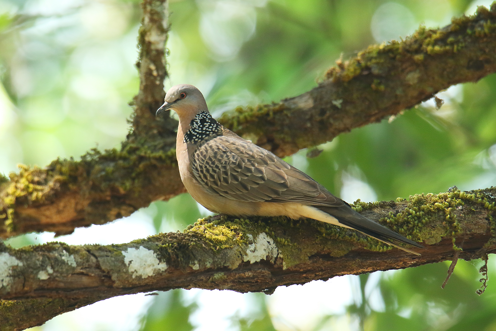 Chim Cu Cườm (Streptopelia chinensis tigrina)