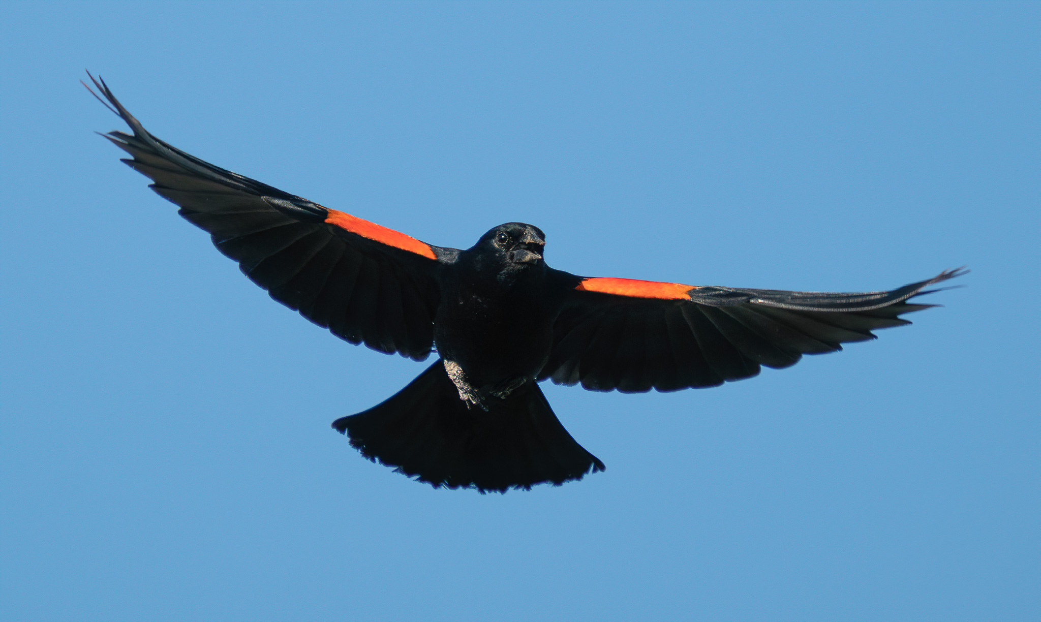 Chim đen cánh đỏ (Agelaius phoeniceus)