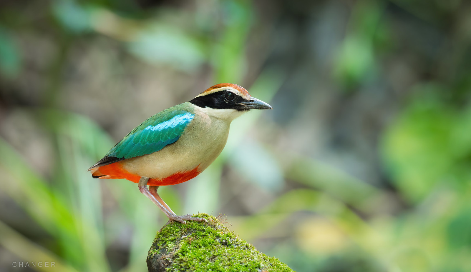 Chim Đuôi Cụt Bụng Đỏ (Fairy Pitta): Khách Mùa Đông Từ Phương Bắc