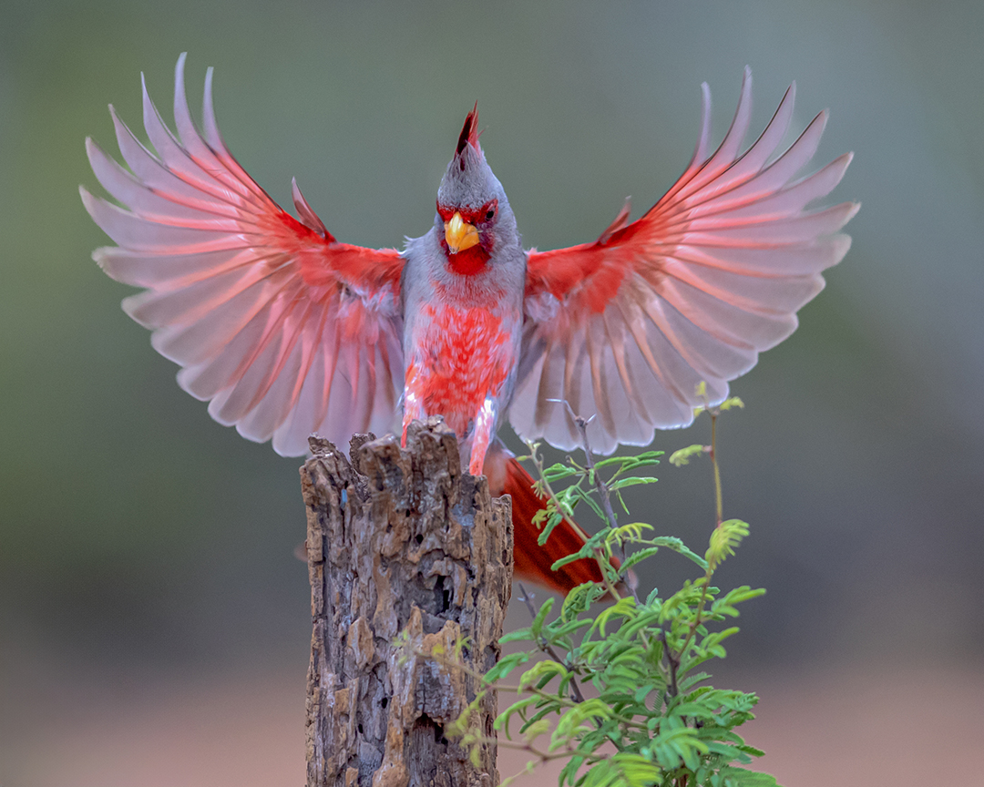 Chim Hồng Y Sa Mạc (Pyrrhuloxia)