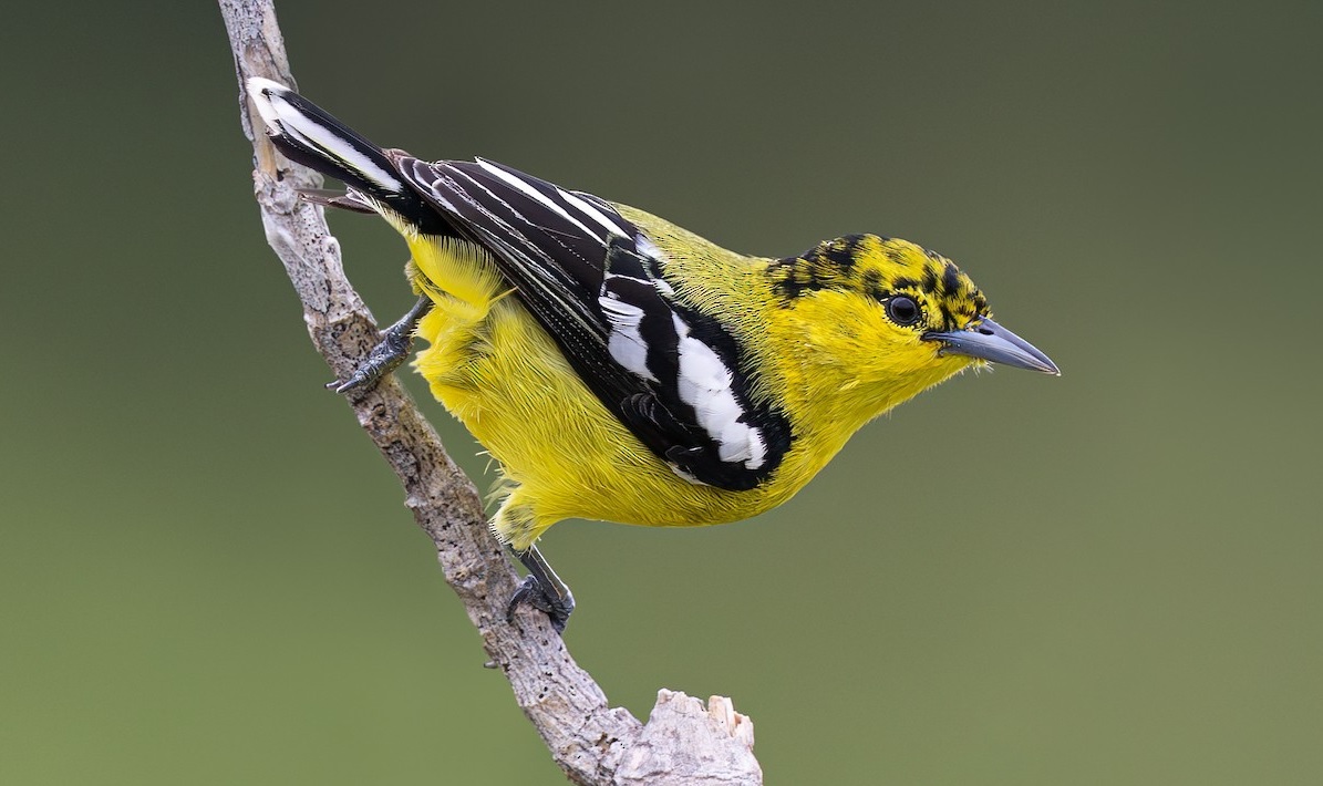 Chim Ngệ (Aegithina tiphia)