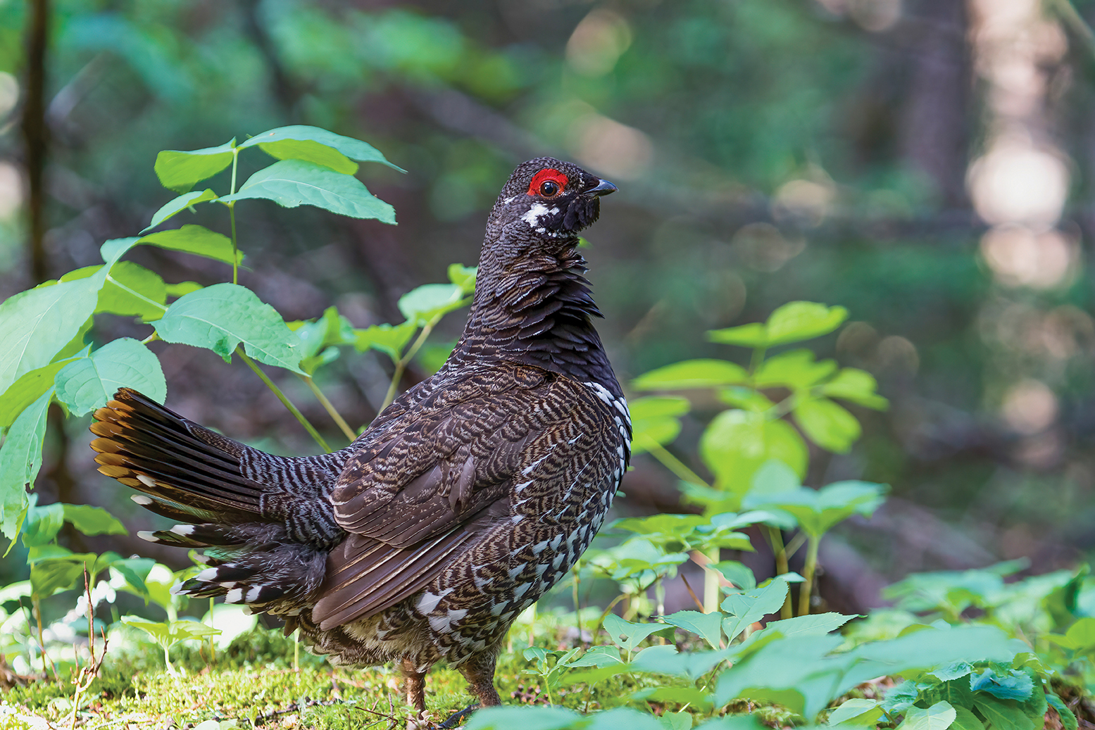 Gà gô vân sam (Spruce Grouse)