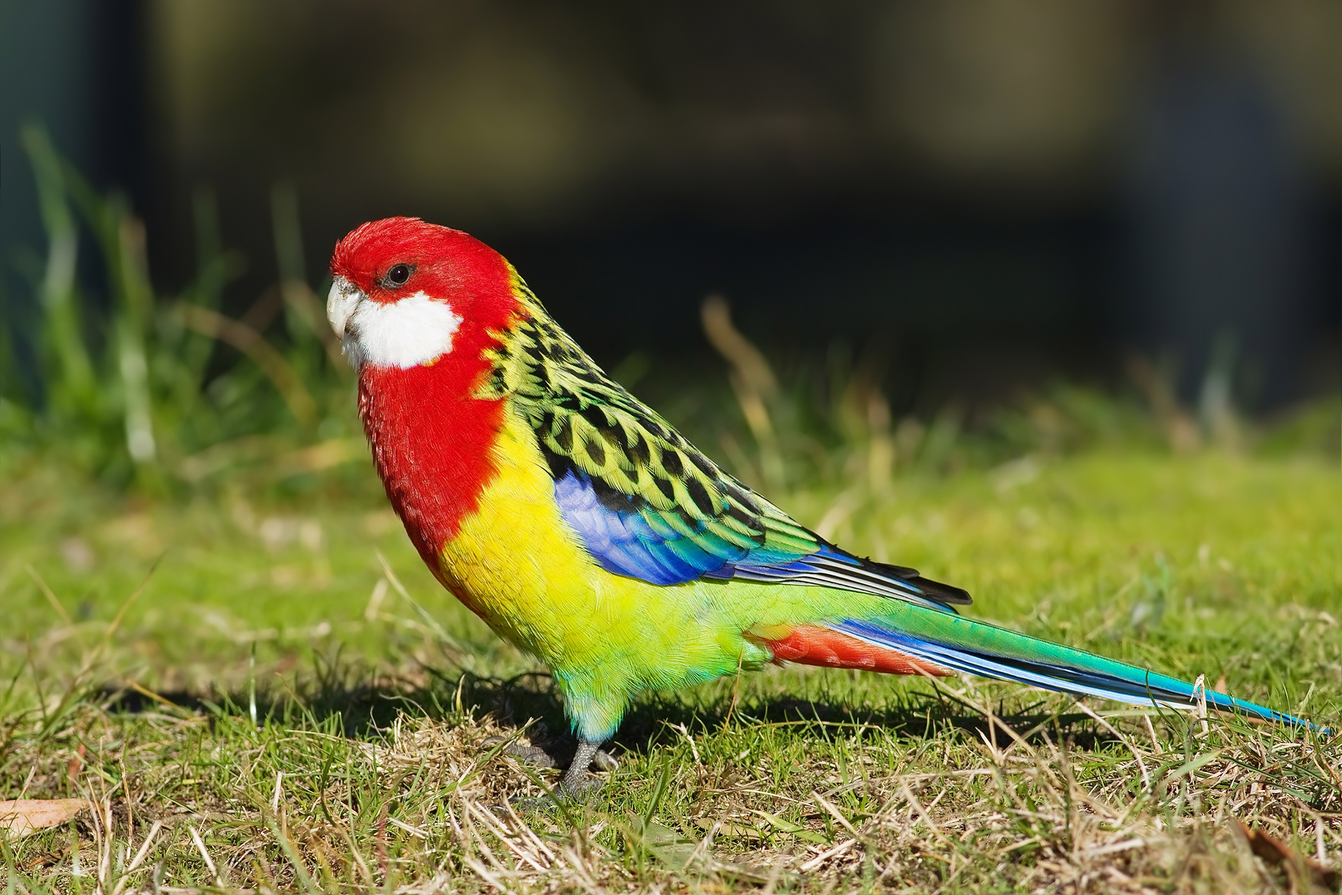 Vẹt Rosella: Sắc màu rực rỡ của tự nhiên